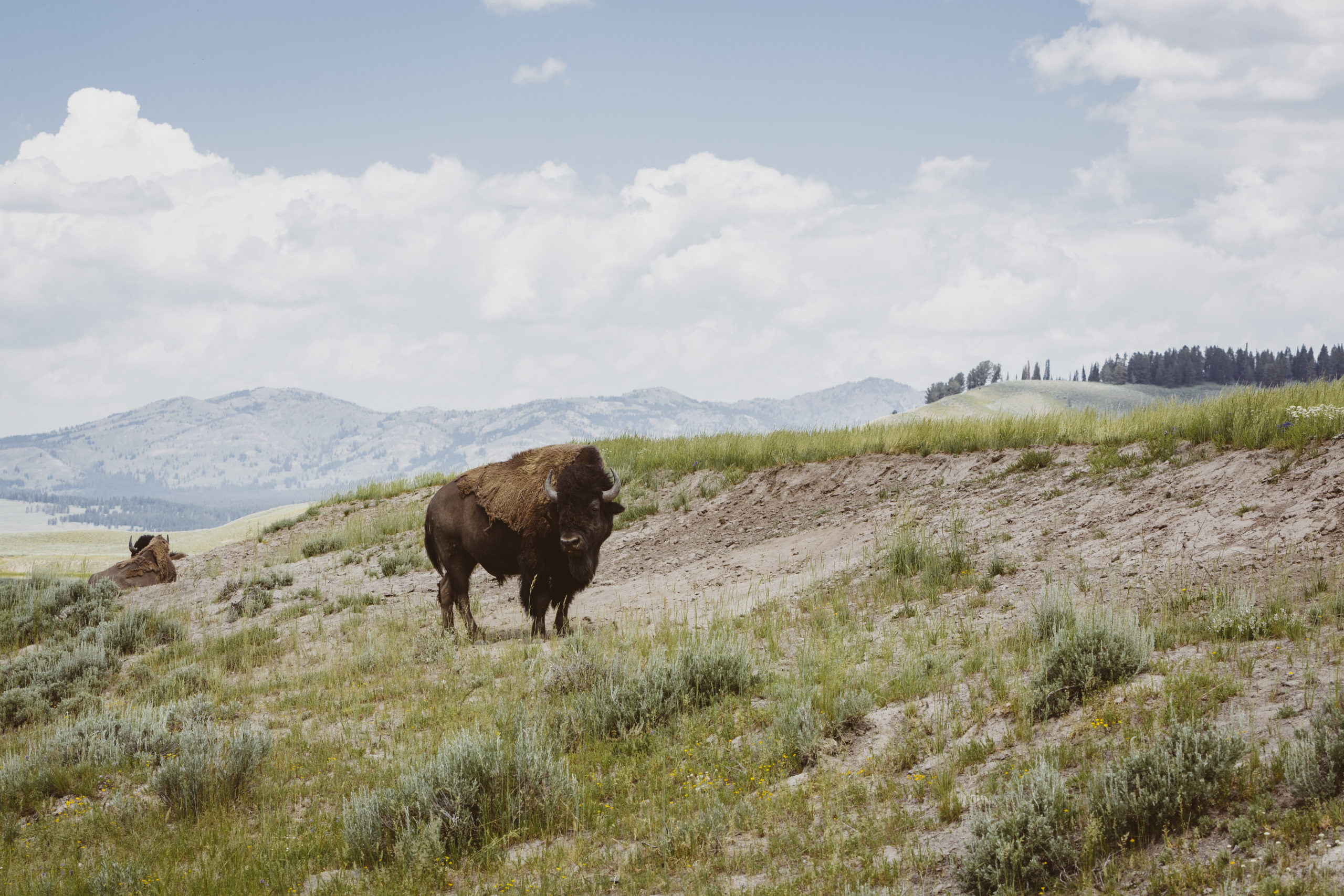 Bison, Hayden Valley, Yellowstone National Park