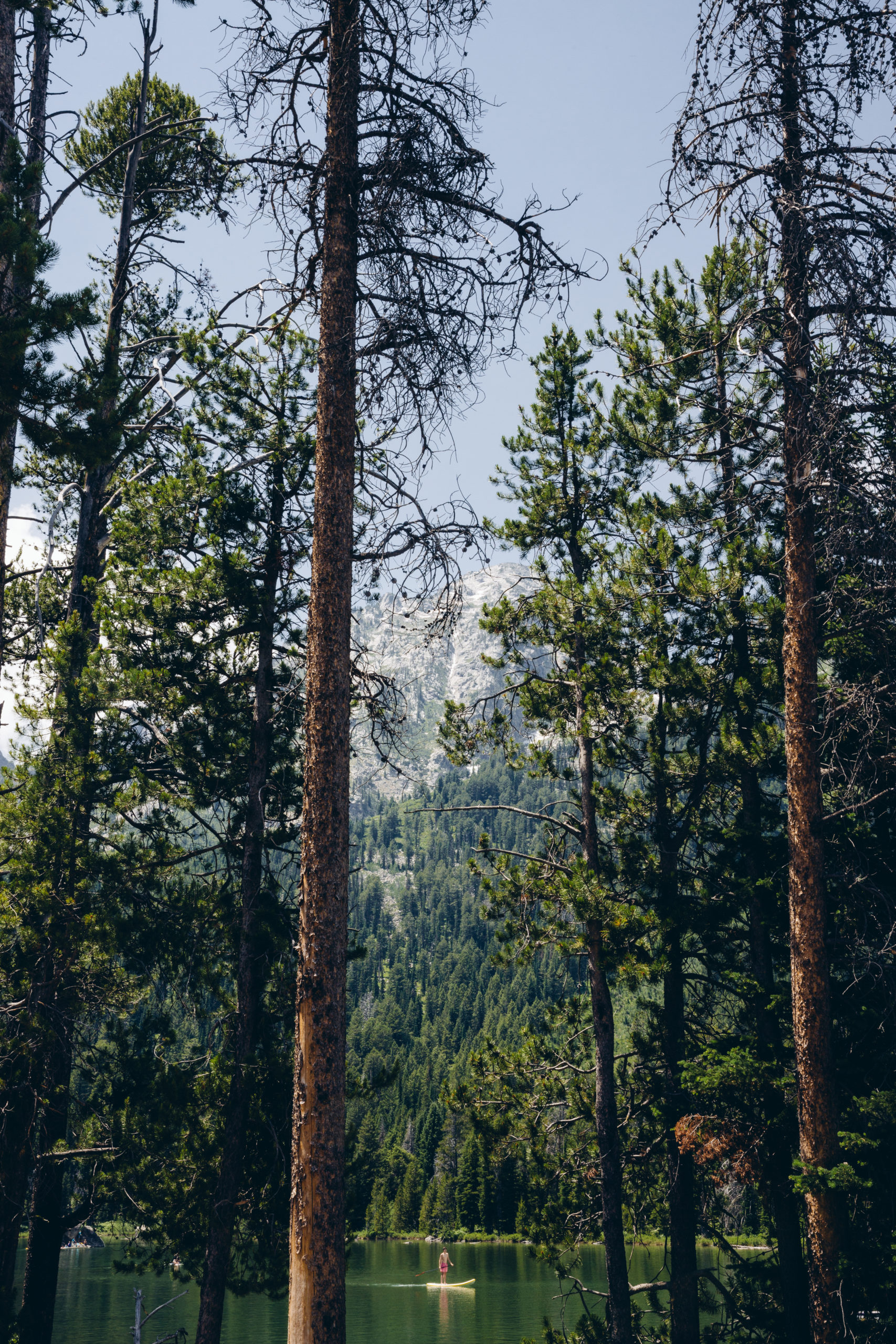 A stand-up paddle boarder floats between two pine trees on String Lake inside Grand Teton National Park